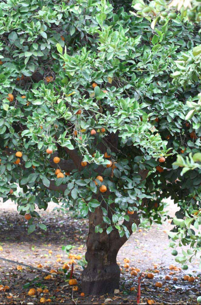 'Keraji' (Citrus reticulata)